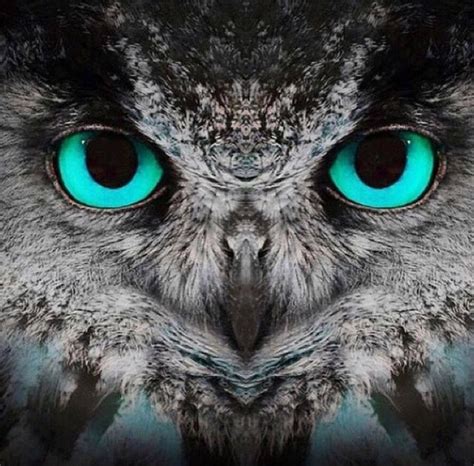 Pretty Blue Eyes Owl Animals And Eyes Pinterest Eyes Blue Eyes