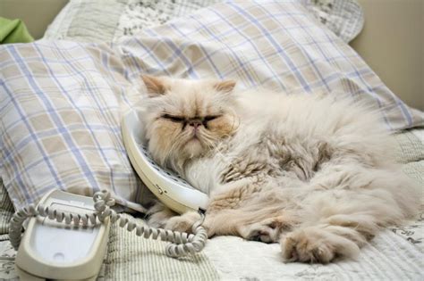 Cat On Phone Receiver Shulamit Berlevtov