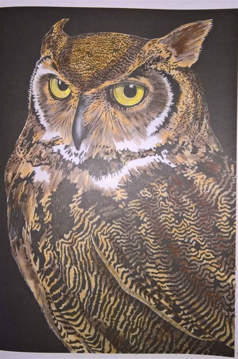 Please select category from the list below. Great Horned Owl by Nathalie Reinbold | Animal drawings, Adult coloring, Coloring contest