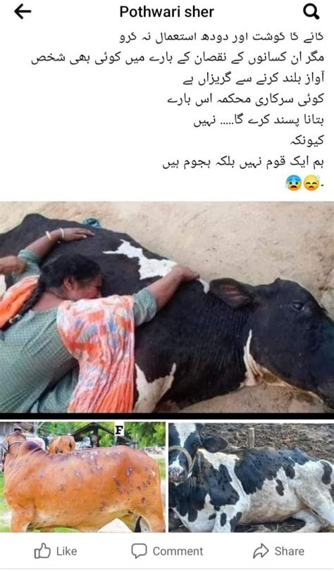 Umar Cheema On Twitter تحصیل کہوٹہ کے گاؤں لونا میں ایک بیماری کے سبب بہت سے جانور مر رہے ہیں