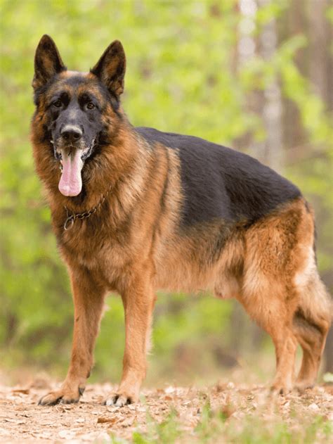 5 Things You Didnt Know About The Giant German Shepherd Pupvine