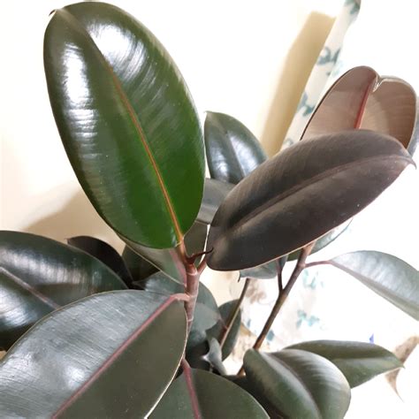 Growing tips for this easy care indoor tree. Ficus elastica 'Burgundy' syn. Ficus elastica 'Black ...