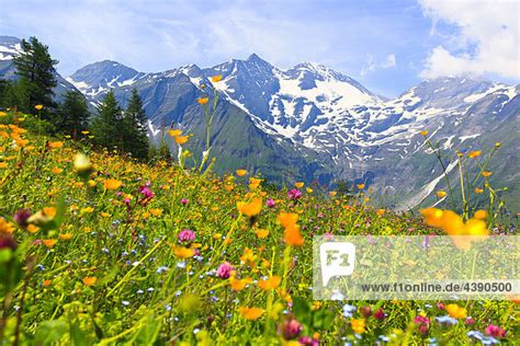 Abend Alp Alpen Alpenblumen Alpenflora Alpenpanorama Berg Berge