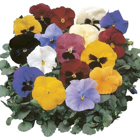 Pansy Delta Mix Pansy From Plantworks Nursery