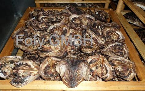 100 Dry Stock Fish From Norway From Poland Selling Leads