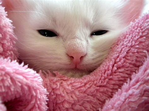 White Fluffy Kitten Free Image Download