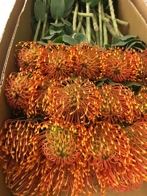 Jun 08, 2021 · usuario o dirección de correo: #orangepincushions | Wholesale florist, Florist, Flowers