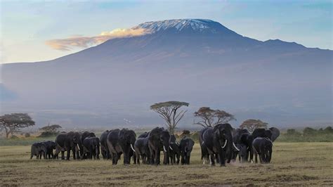 Tapeta Słonie Afryka Amboseli National Park Kenya Stado Góry Parki