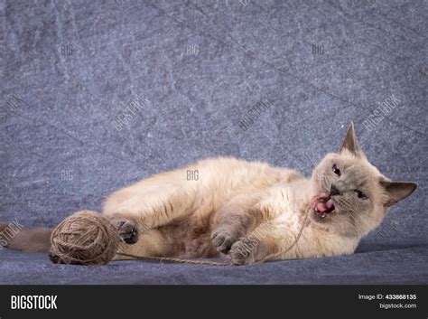 Thai Siamese Cat Lies Image And Photo Free Trial Bigstock