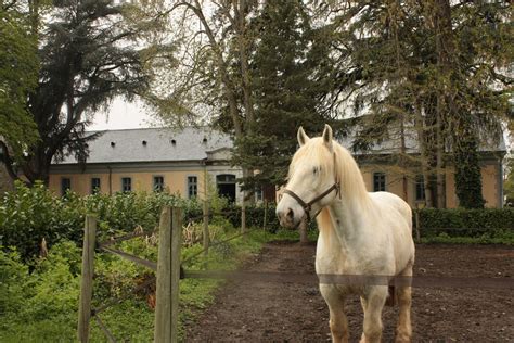 Les Haras Nationale Tarbes France French National Stables In Tarbes
