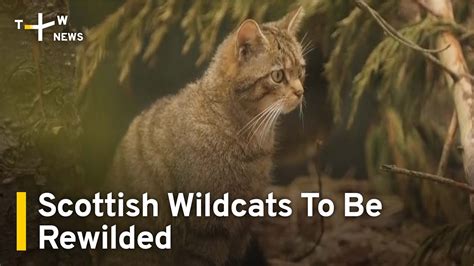 Scottish Wildcats To Be Rewilded In Cairngorms Taiwanplus News Youtube
