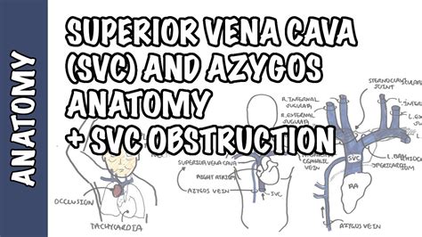 Azygos Vein Anatomy