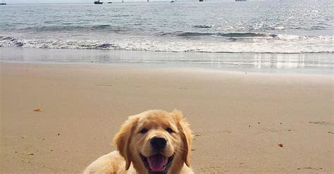 220 likes · 18 talking about this. I realize I'm getting a Portuguese Water Dog, but Golden ...