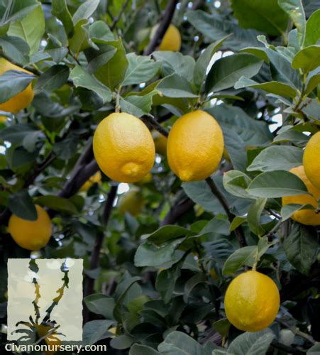 Dwarf Lisbon Lemon Citrus Lemon Lisbon Dwarf Civano Nursery