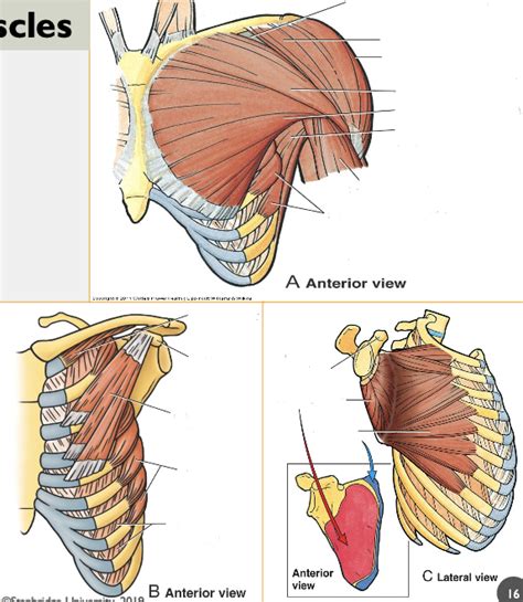 Id Anterior Extrinsic Shoulder Muscles Diagram Quizlet