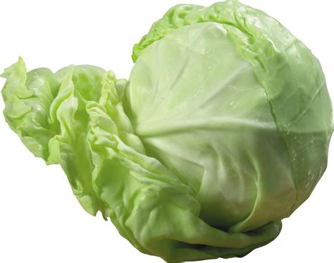 Cabbage Png Image Purepng Free Transparent Cc0 Png