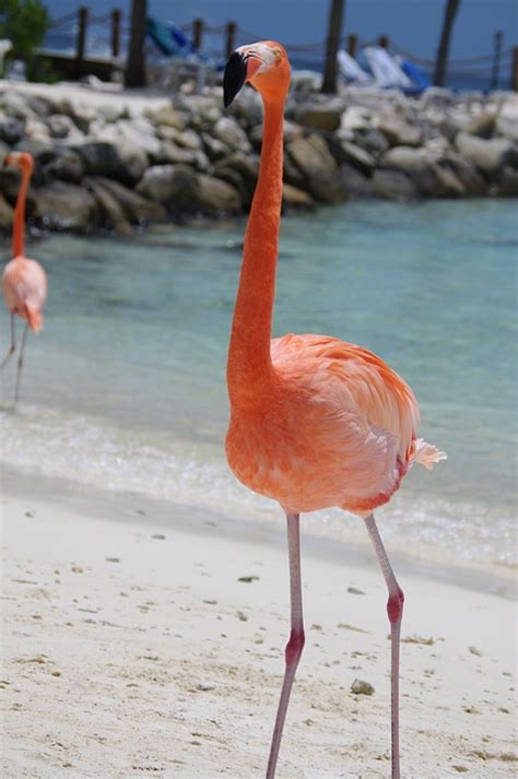 Flamingo Strand Sommer · Kostenloses Foto Auf Pixabay