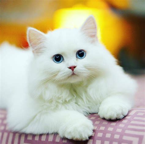 What A Beautiful White Kitty With Such Beautiful Blue Eyes I ♡ Kittys