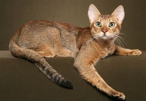 The Chausie Is A Domestic Breed Of Cat That Was Developed By Breeding