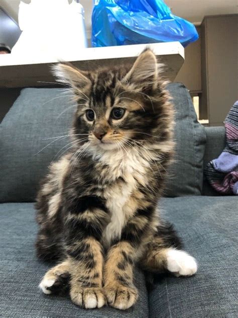 The maine coon has a lifespan of 11 to 19 years with an average of about 11 years. Beautiful Maine Coon Mix Kitten | in Plaistow, London ...