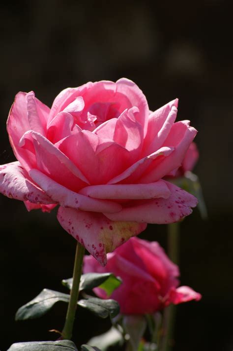 Free Images Blossom Flower Petal Bloom Romantic Pink Flora