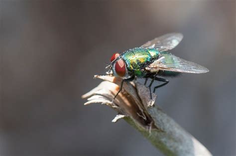 Green Housefly Up Close Stock Photo Download Image Now Istock
