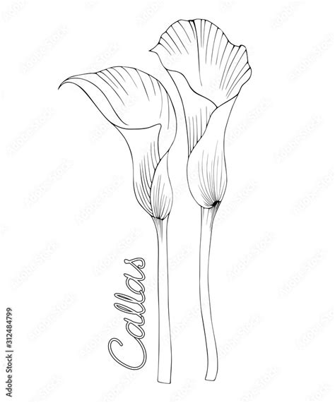 Black And White Drawing Of Two Calla Lilies Tattoo Design Or Coloring