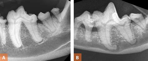 Interpretation of Dental Radiographs in Dogs and Cats, Part 2: Normal