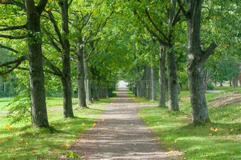 Green Alley With Trees Is In The Park At Summer Stock Image Image Of