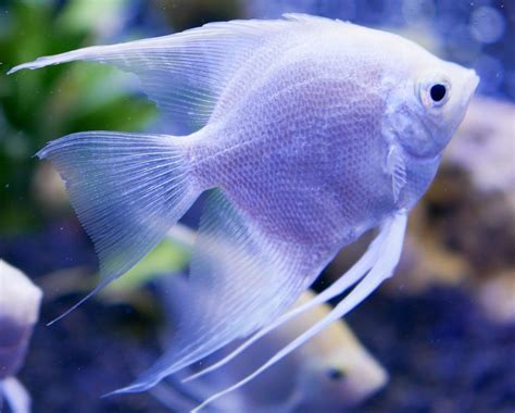 Types Of Freshwater Angelfish Nepgrunz Fish Aquarium And Plants Nepal