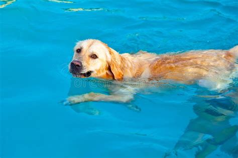 Do Golden Retrievers Like To Swim
