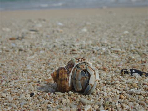 Free Images Beach Sea Sand Rock Wood Food Material Invertebrate Seashell Close Up