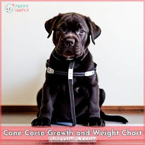 Cane Corso Growth Chart Puppy Weight And Height Guide 2023