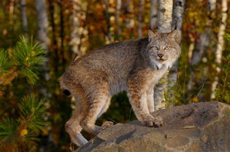 North American Big Cat Species Ola Everhart