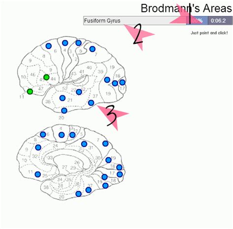 áreas De Brodmann Futuros Fonoaudiólogos