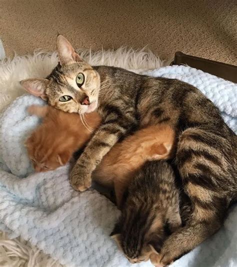 Momma Stray Cat Returns To Find Her Kittens After They Were Brought To