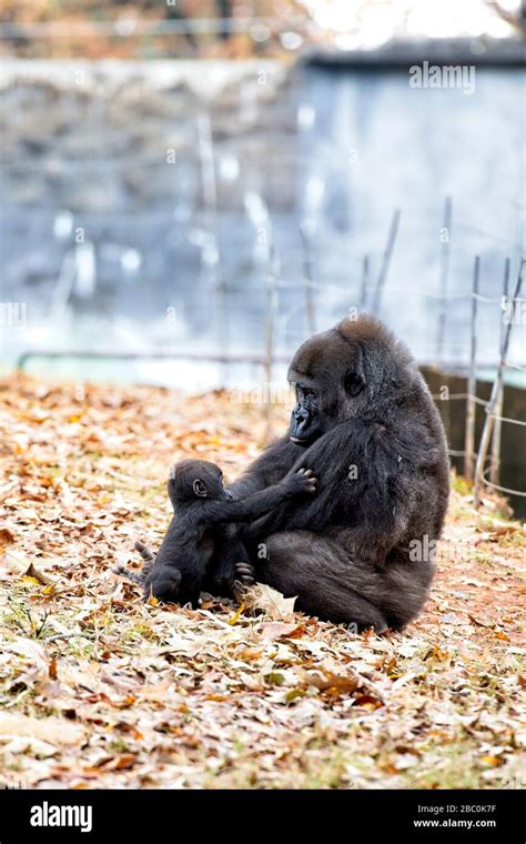 Western Lowland Gorillas In Their Habitat At The Atlanta Zoo Stock