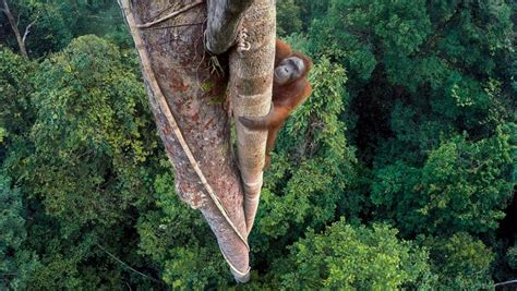 Estas São As Melhores Fotografias Da Vida Selvagem Do Ano Giz Brasil