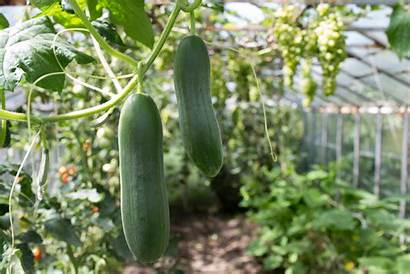 Cucumbers Growing Guide Homesteading Hillsborough
