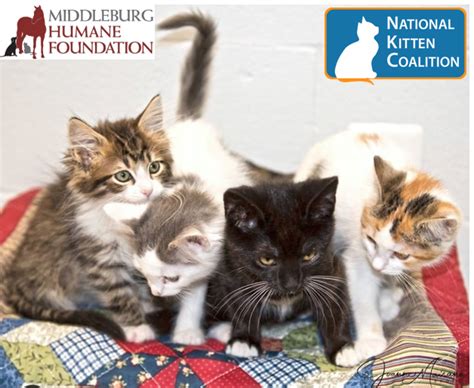 Middleburg Humane Foundation National Kitten Coalition Workshop 2020