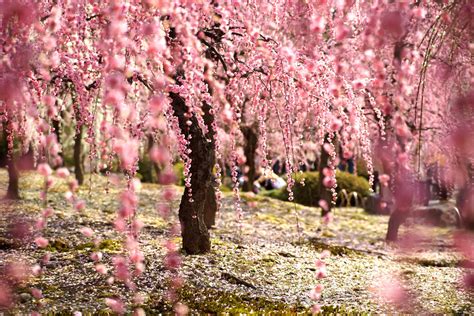 Breathtaking Photography Of Japanese Cherry Blossoms Sakura Cherry