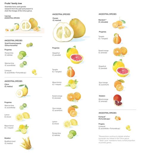 Some large specimens of pomelo can reach 12 inches in diameter and weigh up to 22 pounds. Pin on things