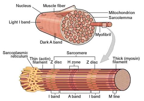 Skeletal Muscle Physiology Structure And Types Of Muscle Fibers