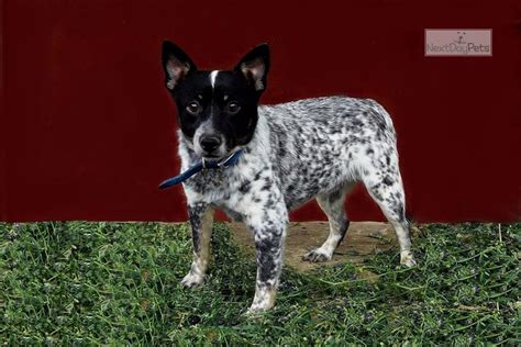 Mini Female Blue Australian Cattle Dogblue Heeler Puppy For Sale Near