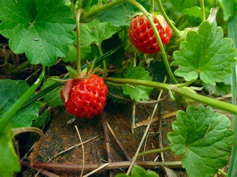 Wild Strawberry An Age Old And Fruitful Favorite Eat The Planet