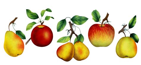Vintage Pears Apples Art Free Stock Photo Public Domain Pictures
