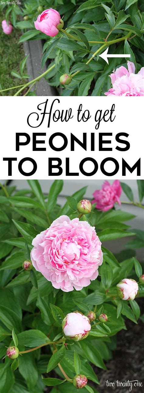 We did not find results for: Growing Peonies - Peony Bush Care | Growing peonies ...