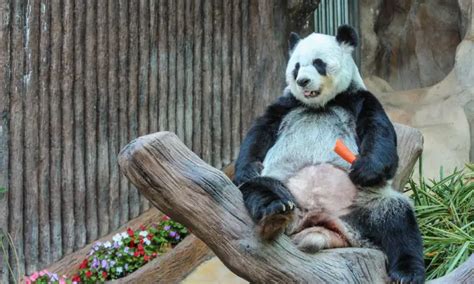 5 Reasons Why Pandas Are Kept In Zoos Explained