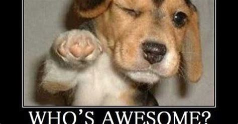28 hilarious dog memes to get you through life. thank you memes | apps detailsidcom citizen for calling ...