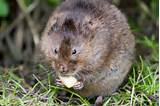 Vole Pest Removal